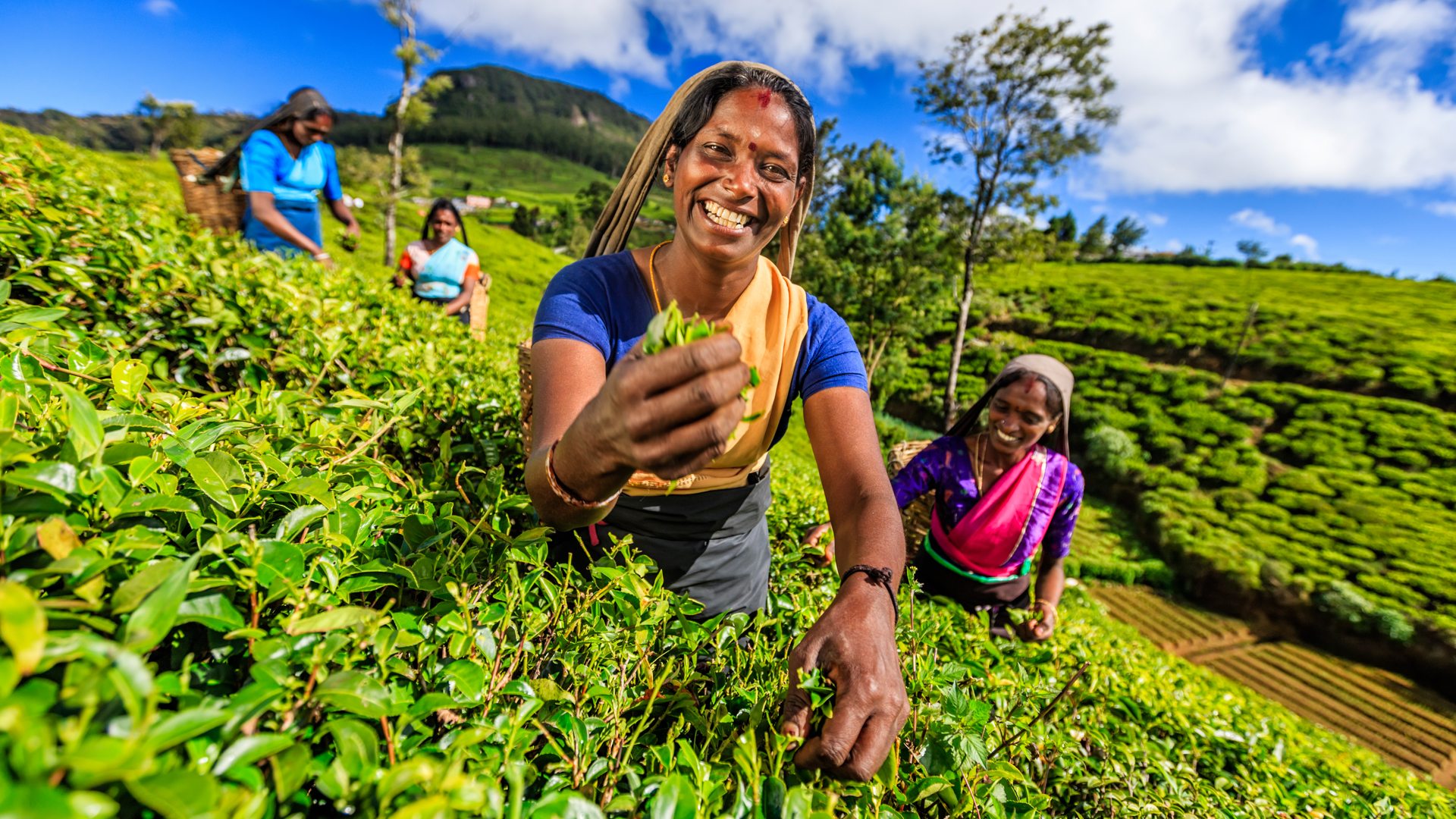 Tea plantation terraces in Sri Lankan hill country at sunrise