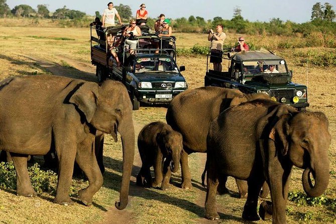 Sri Lankan elephant in Yala National Park at golden hour